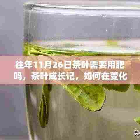 11月26日茶叶施肥与管理,探寻成长中的自信与成就感之路