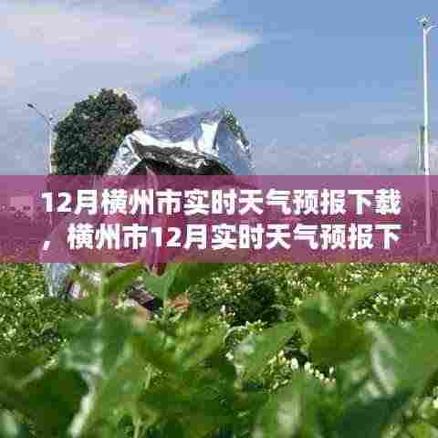 横州市十二月实时天气预报下载，重要性、影响分析及获取途径