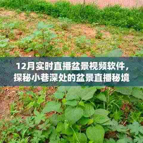 探秘盆景秘境，十二月实时直播小巷深处的自然邂逅