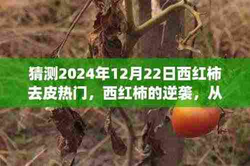 西红柿的逆袭之路,从皮到心,共同蜕变的旅程(预测热门话题,日期,2024年12月22日)