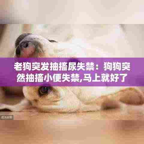 老狗突发抽搐尿失禁:狗狗突然抽搐小便失禁,马上就好了,很能吃