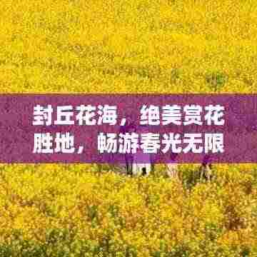 封丘花海,绝美赏花胜地,畅游春光无限!