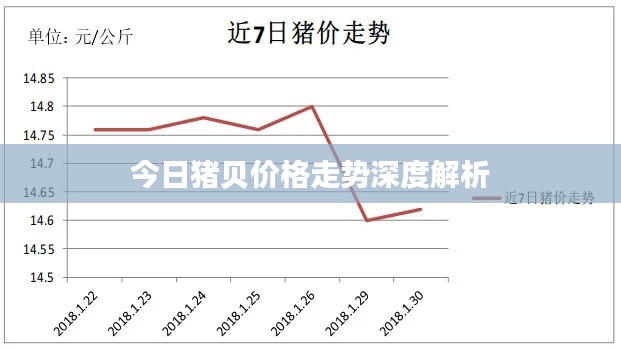 今日猪贝价格走势深度解析