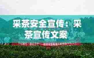 采茶安全宣传：采茶宣传文案 