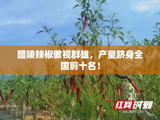 醴陵辣椒傲视群雄,产量跻身全国前十名!