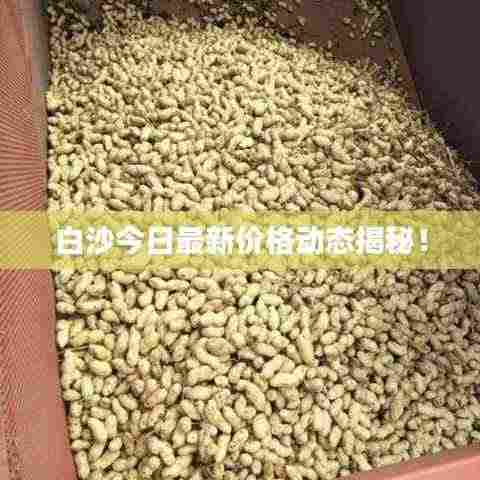白沙今日最新价格动态揭秘!