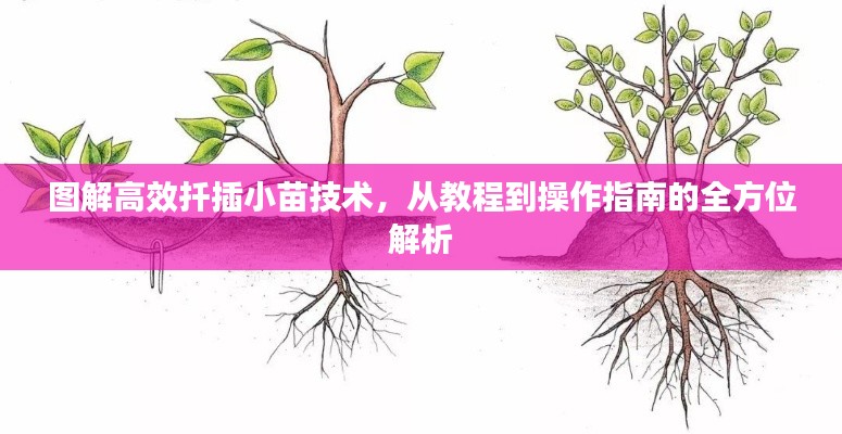 图解高效扦插小苗技术,从教程到操作指南的全方位解析