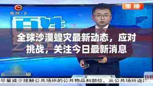 全球沙漠蝗灾最新动态,应对挑战,关注今日最新消息