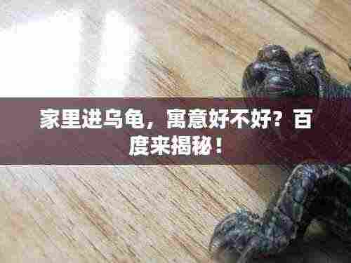 家里进乌龟,寓意好不好?百度来揭秘!